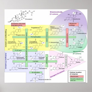 Affiche Stéroïdogénèse Diagramme chimique biologique