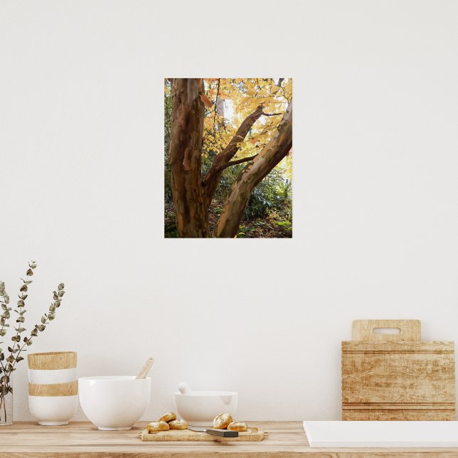 Affiche Stewartia japonaise colorée (Cuisine)