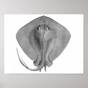 Affiche Stingray à queue courte (Dasyatis brevicaudata)