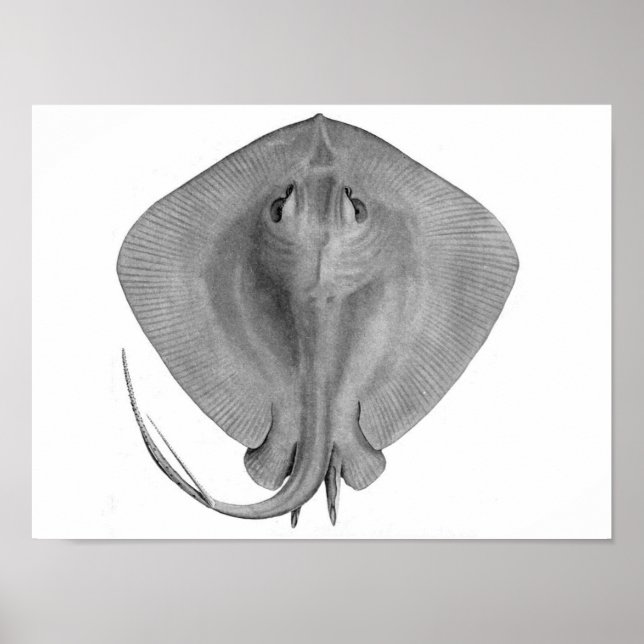 Affiche Stingray à queue courte (Dasyatis brevicaudata) (Devant)