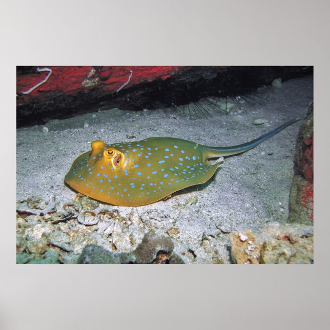 Affiche Stingray de queue de ruban bleu (Devant)