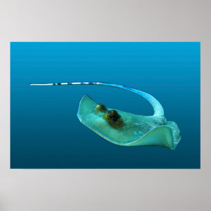 Affiche Stingray en mouvement ! Arrière - plan bleu dégrad
