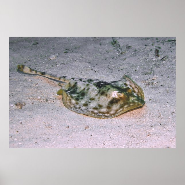 Affiche Stingray jaune dans le sable (Devant)
