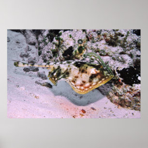 Affiche Stingray jaune sur le Go