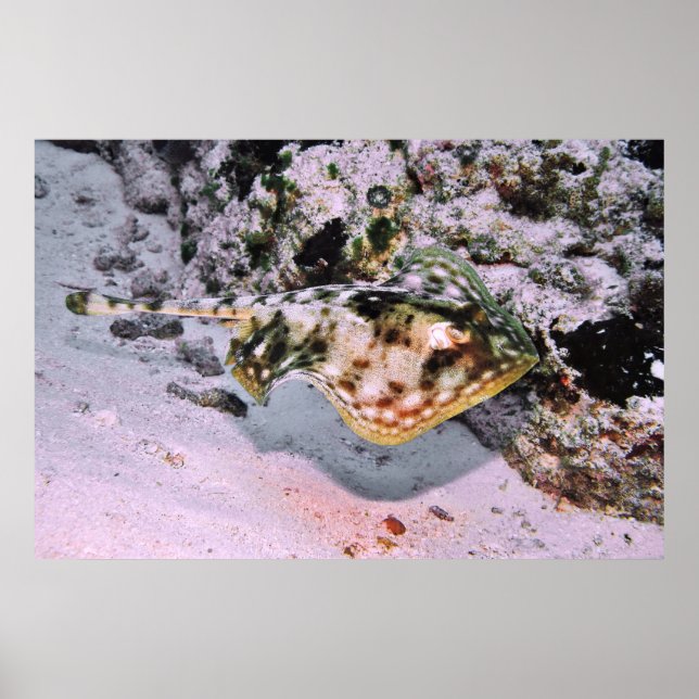 Affiche Stingray jaune sur le Go (Devant)