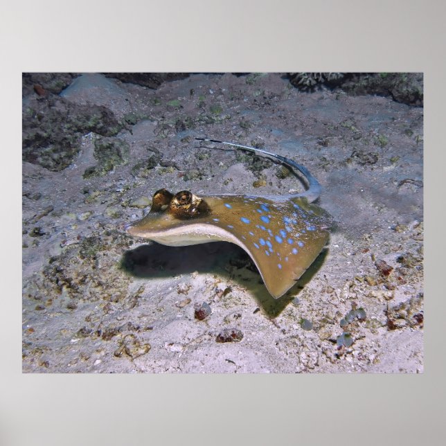 Affiche Stingray tacheté bleu (Devant)
