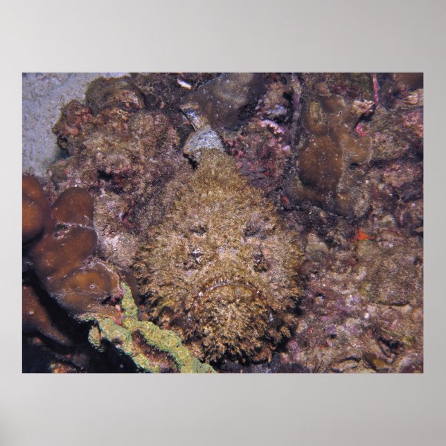 Affiche Stonefish létal (Devant)
