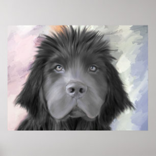 Affiche Stormy the Newfoundland