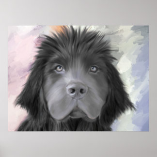 Affiche Stormy the Newfoundland