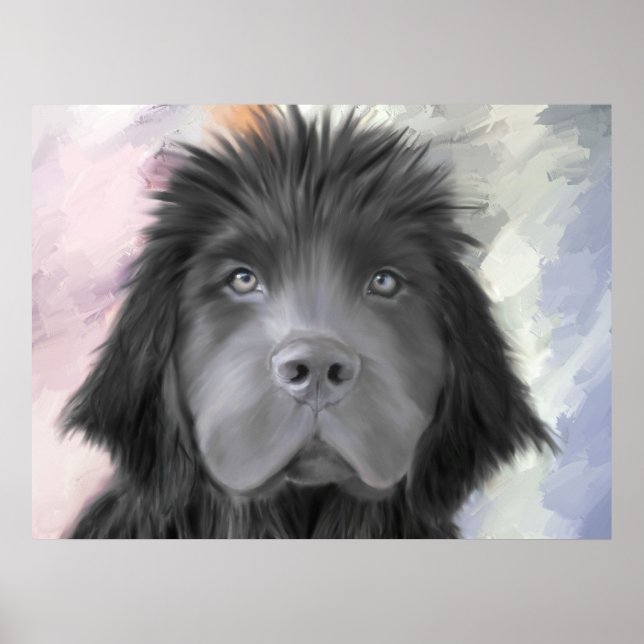 Affiche Stormy the Newfoundland (Devant)