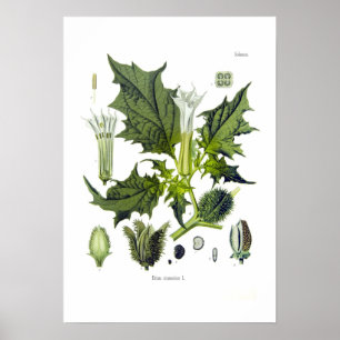 Affiche Stramonium de datura