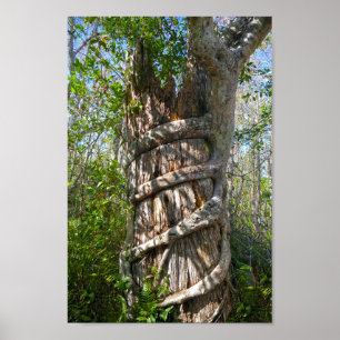 Affiche Strangler Fig, Big Cypress Swamp, Florida