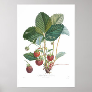 Affiche Strawberry