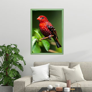 Affiche Strawberry Finch