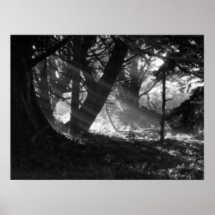 Affiche Streak of Light