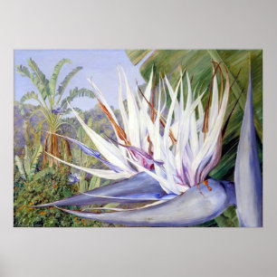 Affiche Strelitzia par Marianne North - Paysage exotique