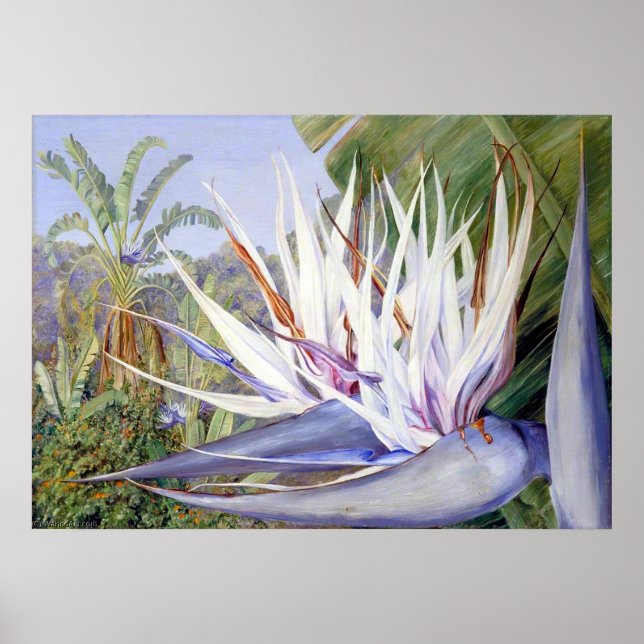 Affiche Strelitzia par Marianne North - Paysage exotique (Devant)