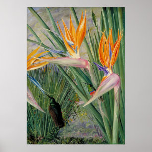 Affiche Strelitzia par Marianne North - Paysage exotique