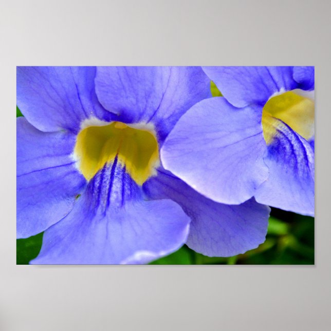 Affiche Streptocarpus Spécifications Fleurs Bleues (Devant)