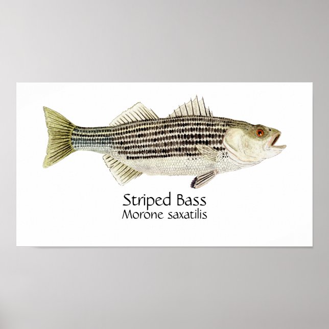 Affiche Striped Bass Art (Devant)