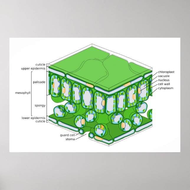 Affiche Structure à grande échelle d'un diagramme feuille (Devant)
