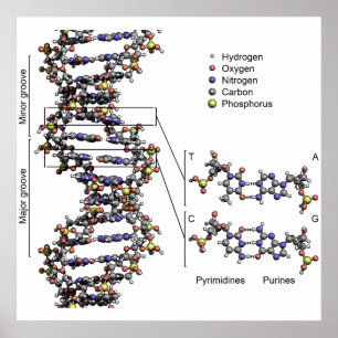 Affiche Structure de l'ADN Bases acides désoxyribonucléair