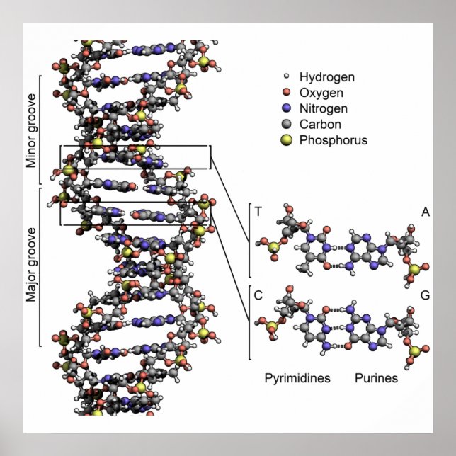 Affiche Structure de l'ADN Bases acides désoxyribonucléair (Devant)