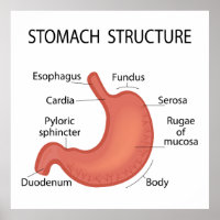 Structure de l'estomac