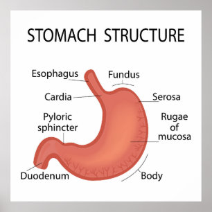 Affiche Structure de l'estomac