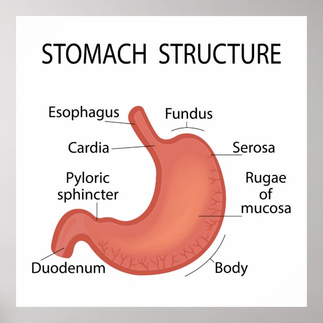 Affiche Structure de l'estomac (Devant)
