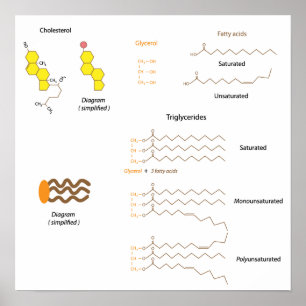 Affiche Structure du cholestérol et des triglycérides Post