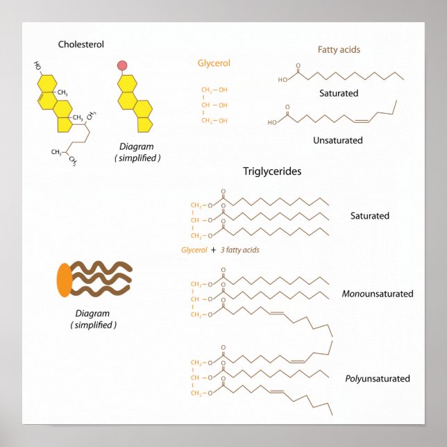 Affiche Structure du cholestérol et des triglycérides Post (Devant)