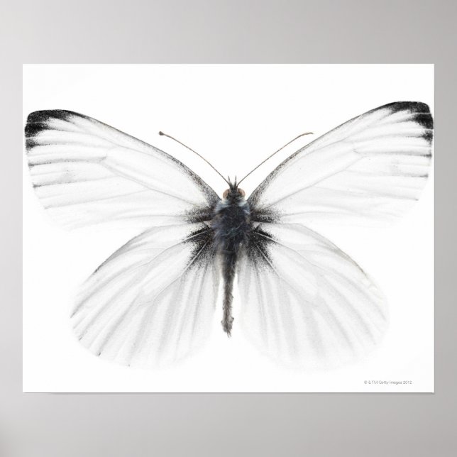 Affiche Studio photo de papillon blanc à veine pointue (Devant)