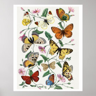 Affiche Study of Diurnal butterflies by Paul Gervais