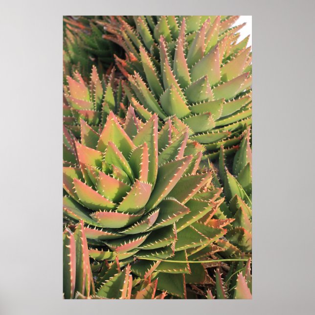 Affiche succulent (Devant)