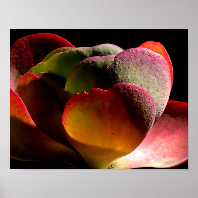 Affiche Succulent Plante du désert (Devant)