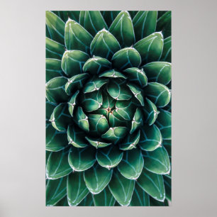 Affiche Succulent vert et blanc