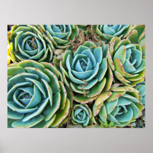 Affiche Succulents