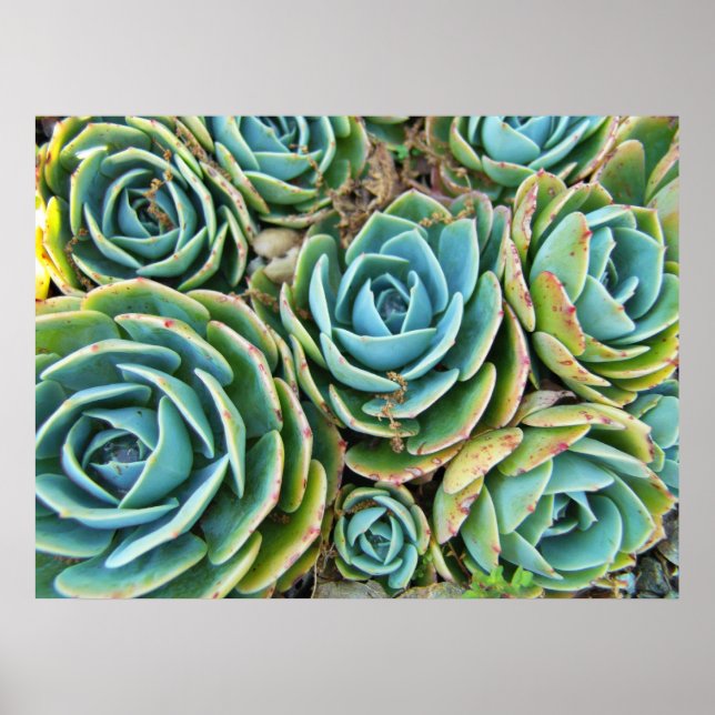 Affiche Succulents (Devant)