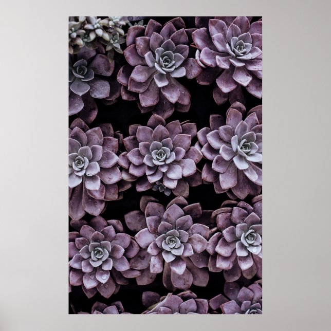 Affiche Succulents (Devant)