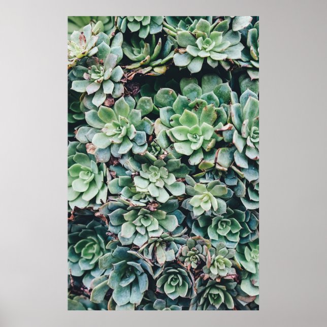 Affiche Succulents 2 (Devant)