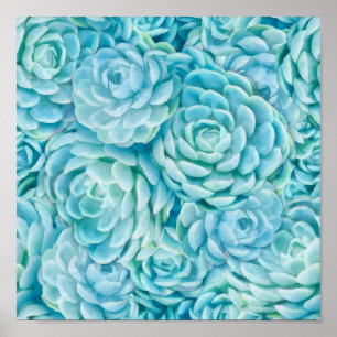 Affiche Succulents bleus