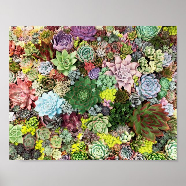 Affiche Succulents colorés (Devant)