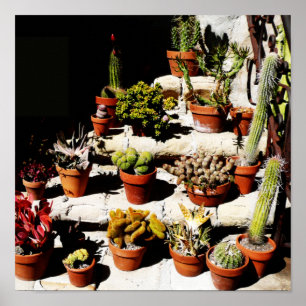 Affiche Succulents dans des pots en terre cuite dans le so