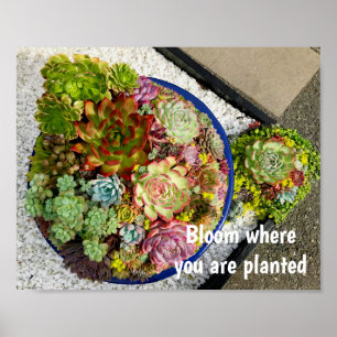 Affiche Succulents dans le planteur