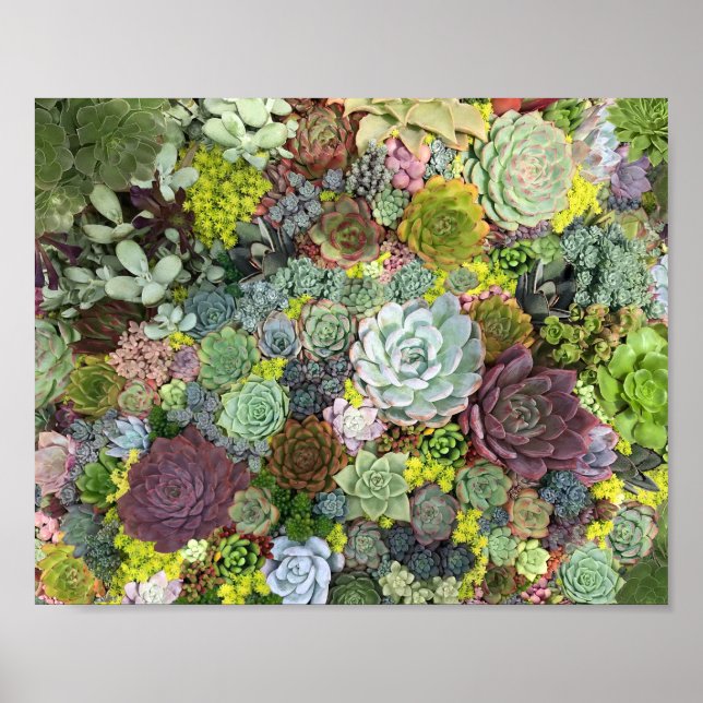 Affiche Succulents de verdure (Devant)