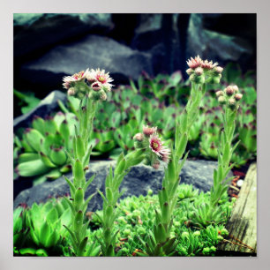 Affiche Succulents floraux