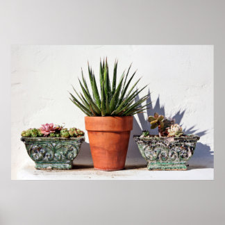 Affiche Succulents pointillés