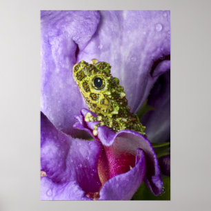 Affiche Sud-est du Vietnam. Gros plan sur la grenouille ar