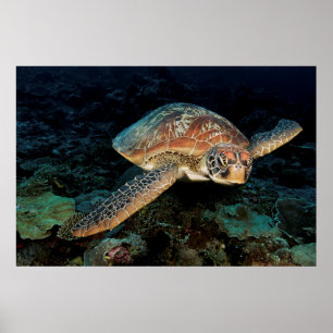 Affiche Sulawesi   Tortue marine verte